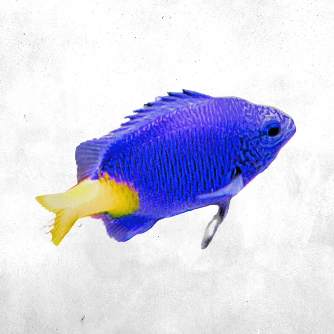 Chrysiptera parasema - Salt water fish