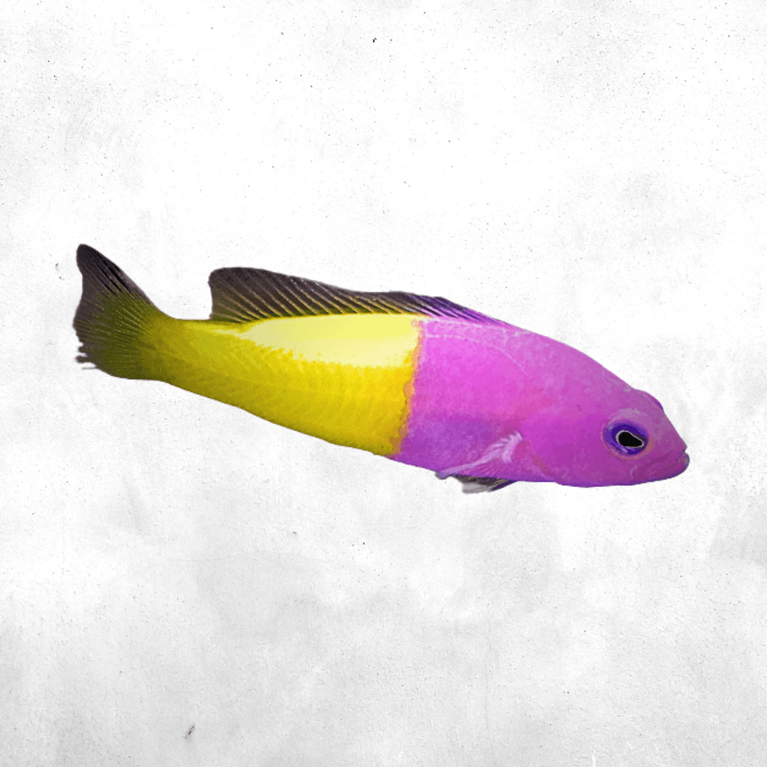 Pictichromis paccagnella - Salt water fish