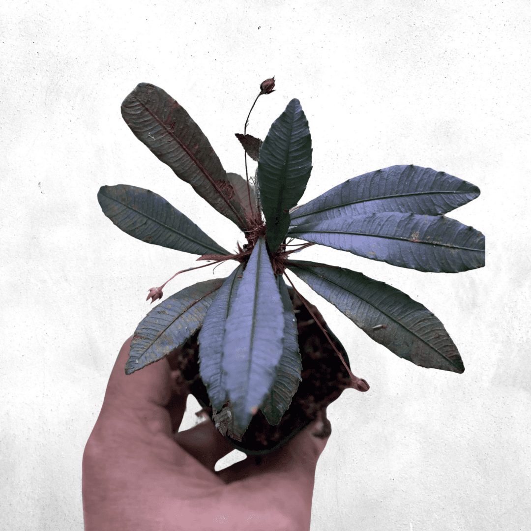 Sauvagesia serrata Sp Borneo - Vivarium Plants