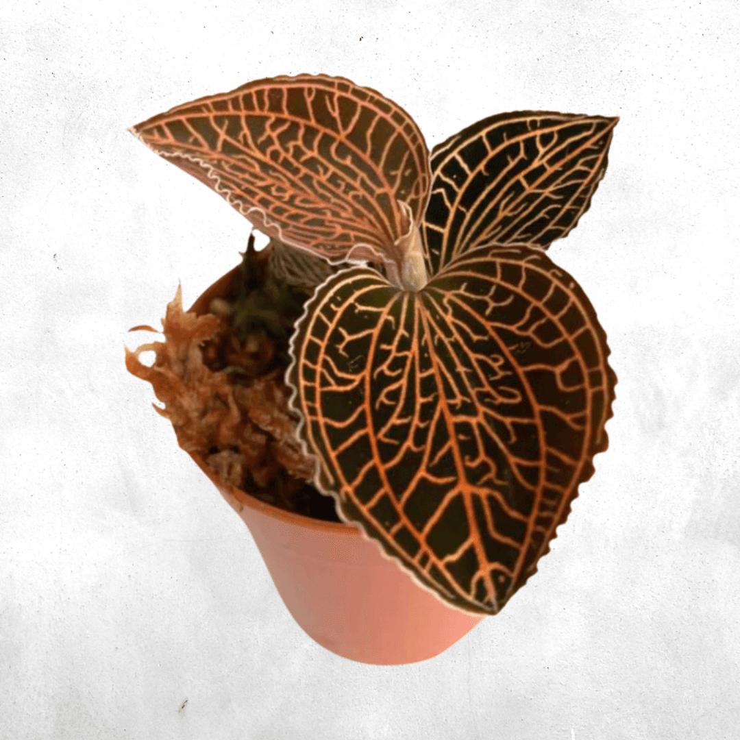 Anoectochilus Reinwardtii - Jewel orchid