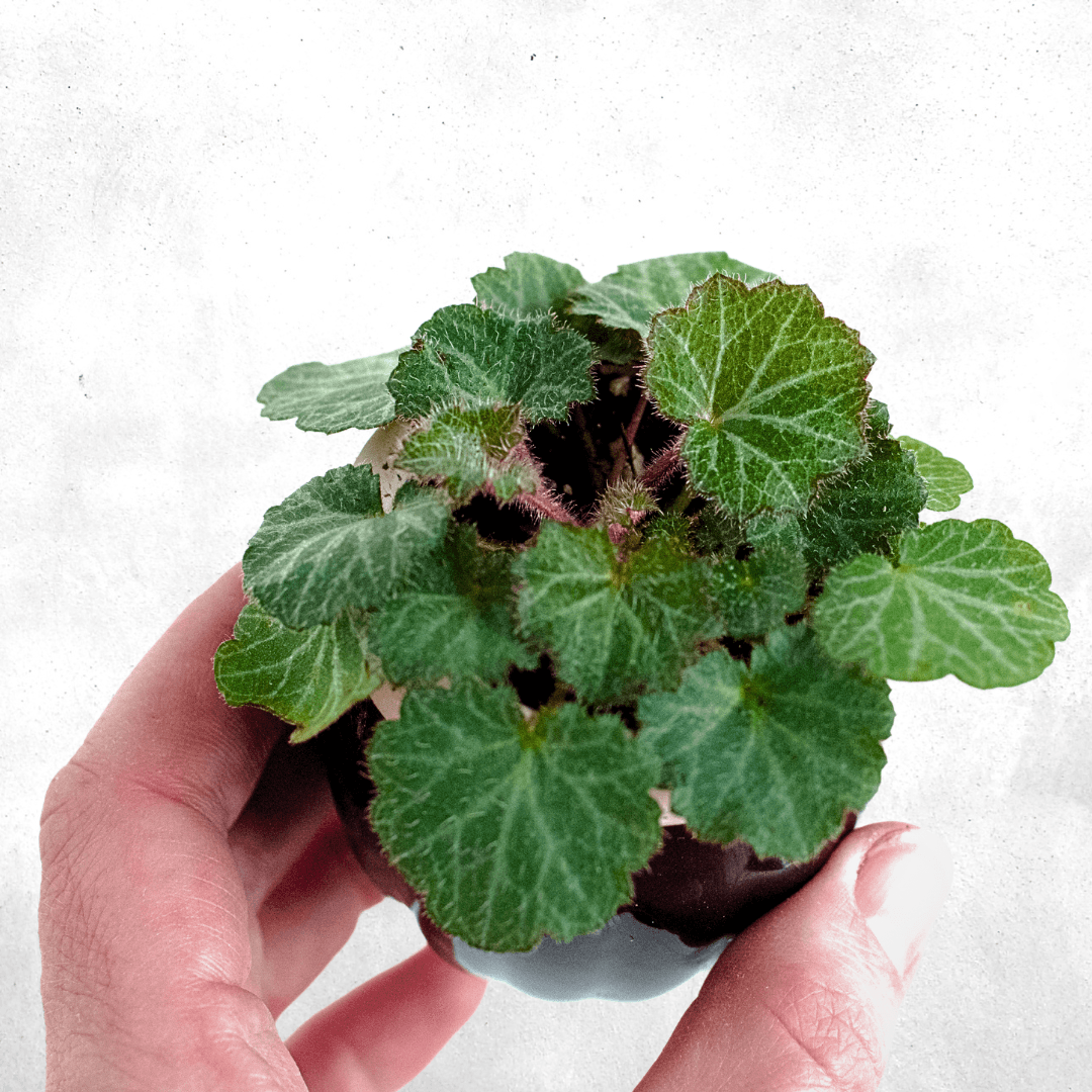 Saxifraga stolonifera - Vivarium Plants