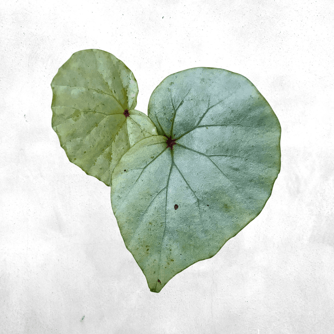 Begonia green sp kapuas - Vivarium Plant