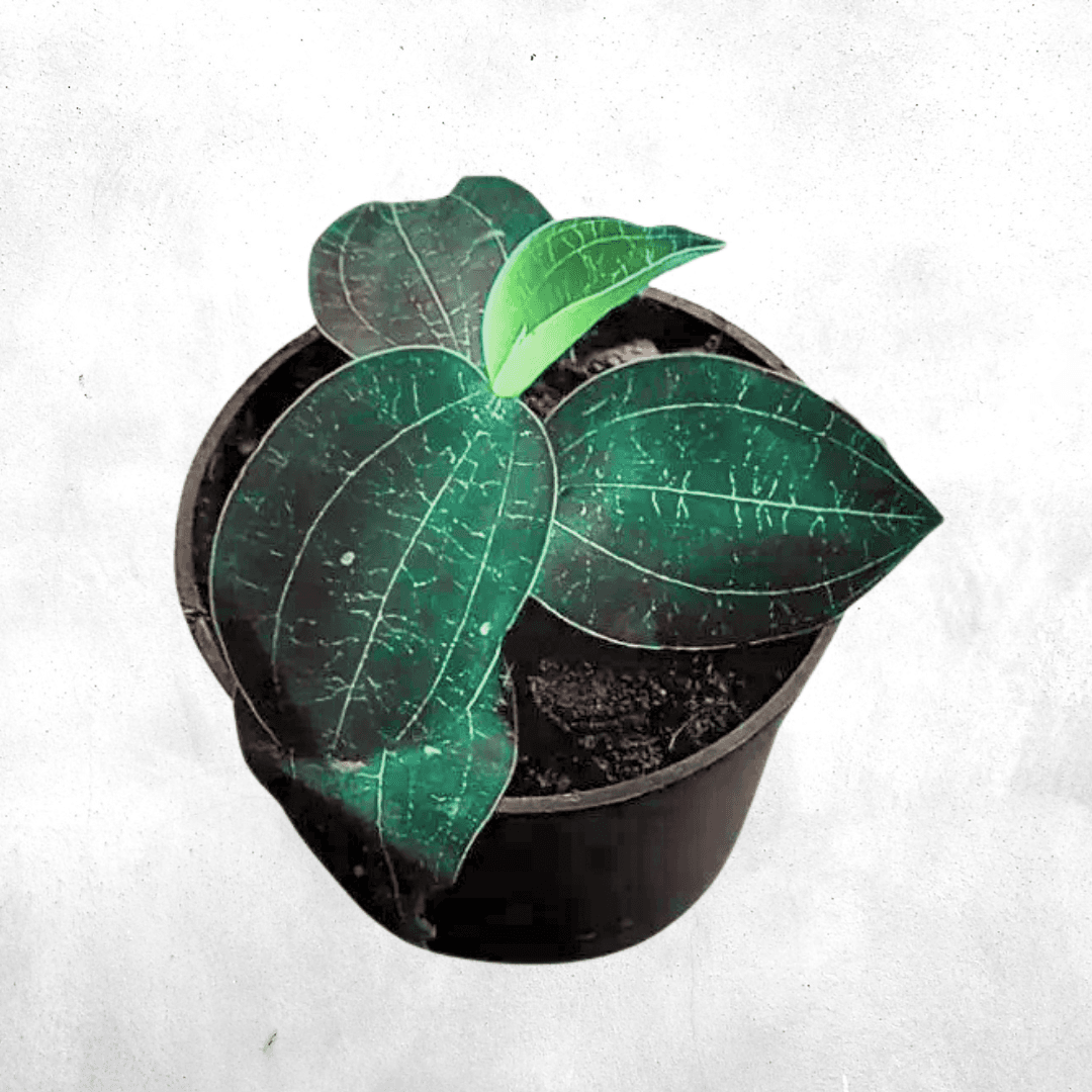 Anoectochilus Reinwardtii sp Green