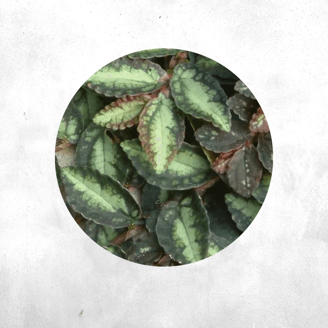 Pellionia Repens - Vivarium Paludarium Plant