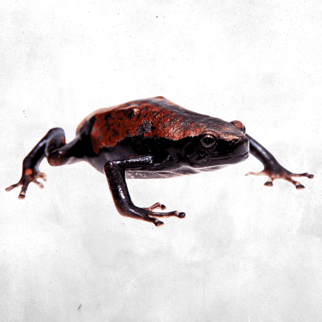 Phrynomantis microps