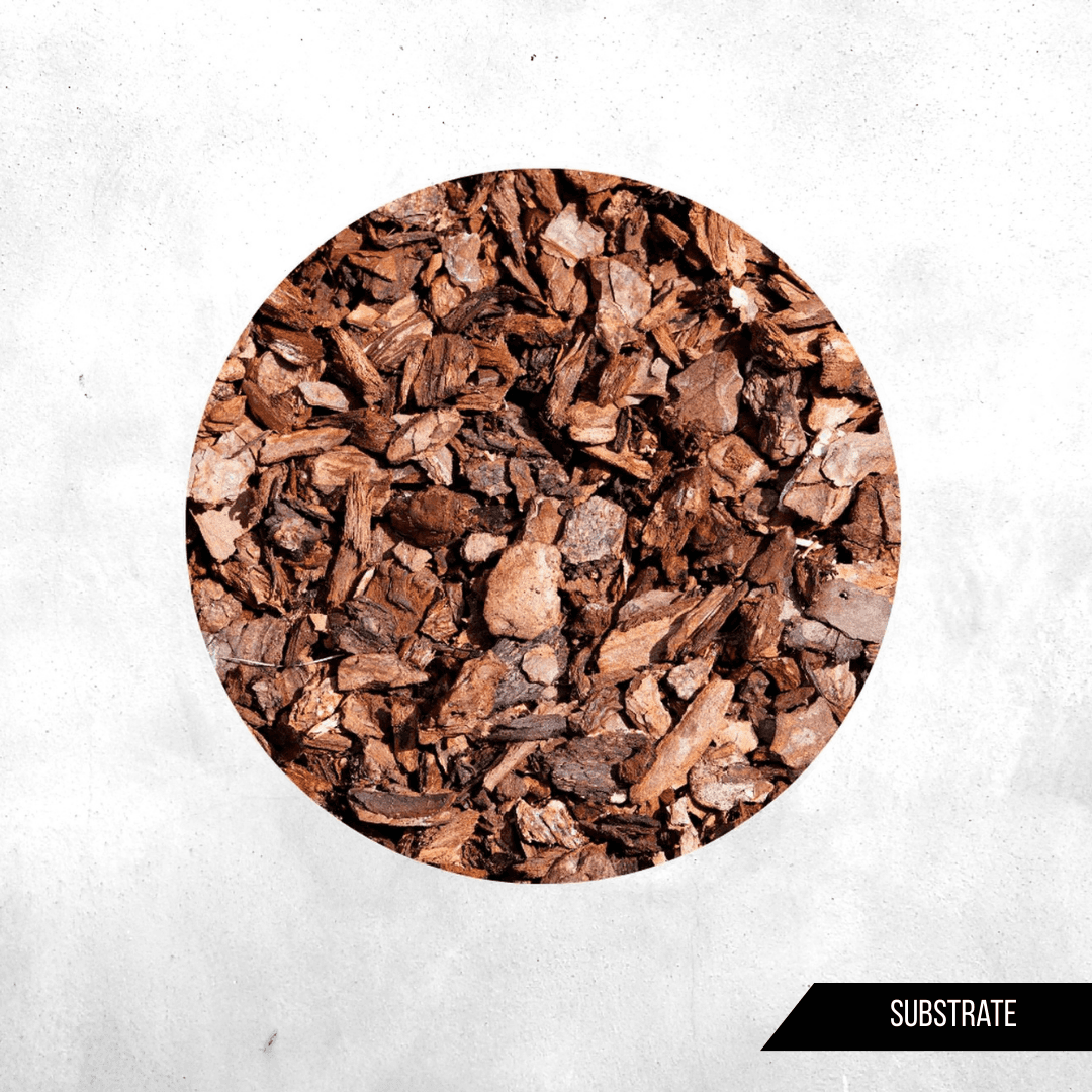Forrest Bark - Natural Terrarium Substrate