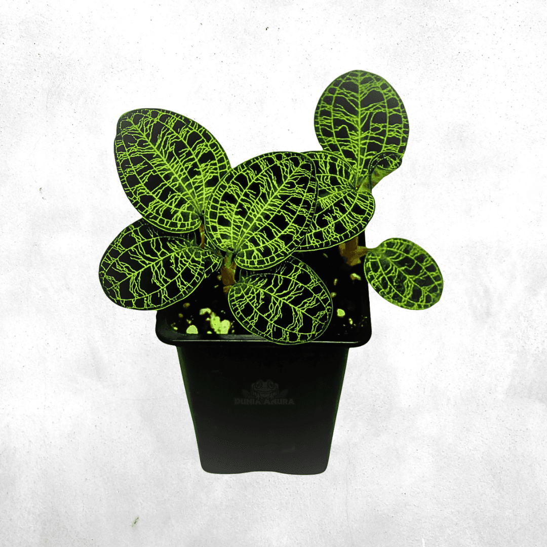 Macodes petola - Jewel orchid