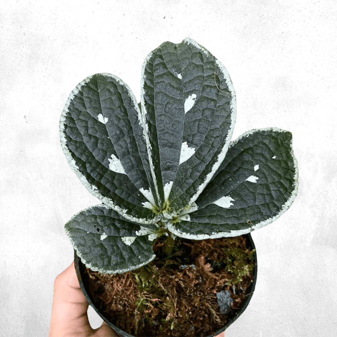 Elatostema Sp Borneo - Vivarium Paludarium Plant