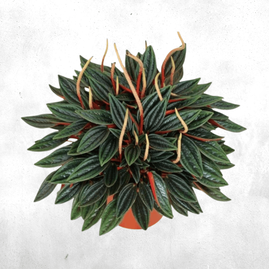 Peperomia rosso - Vivarium Paludarium Plant