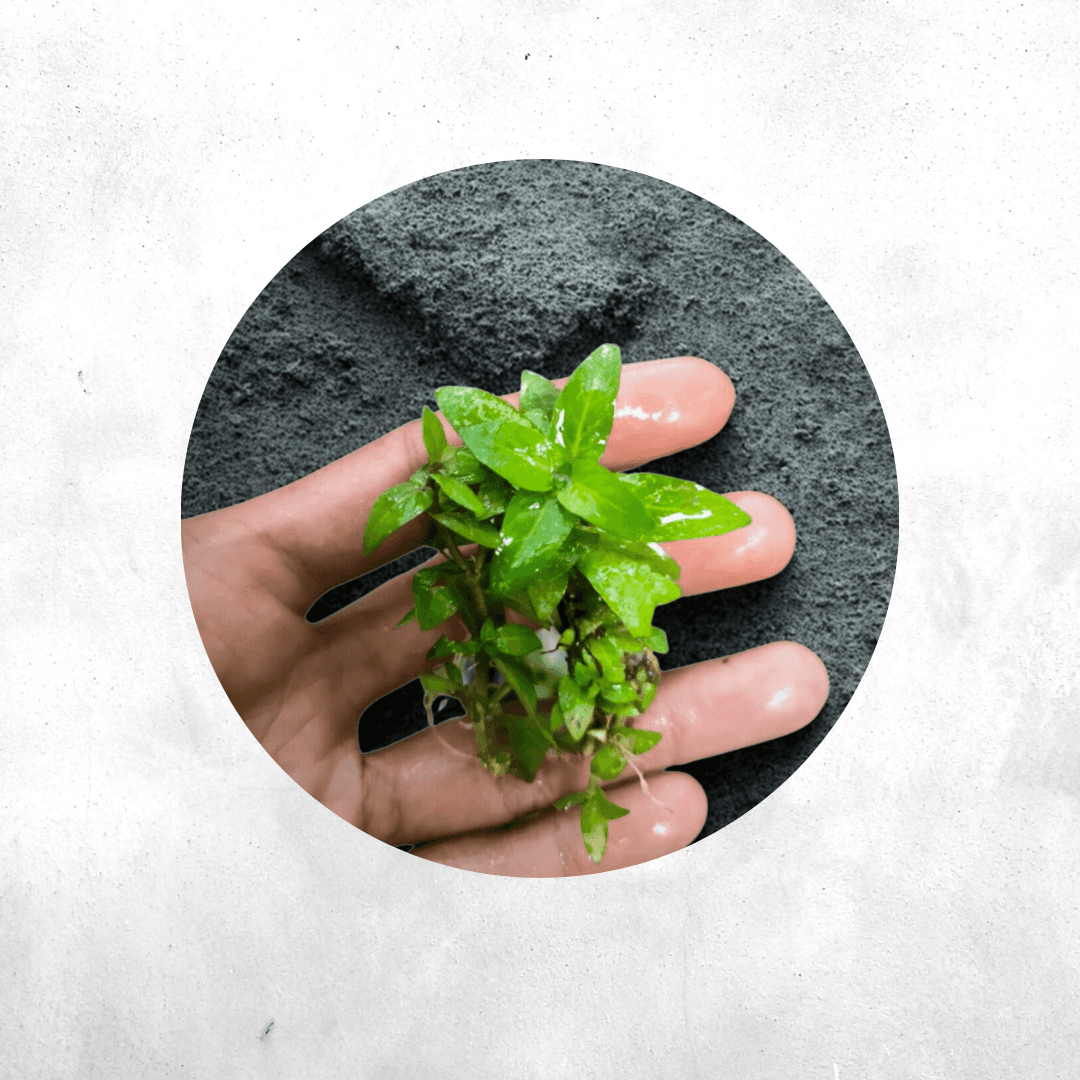 Staurogyne repens - Vivarium Paludarium Plant