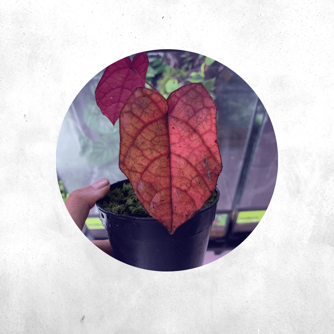 Pterisanthes sp kalbar - Vivarium Paludarium Plant