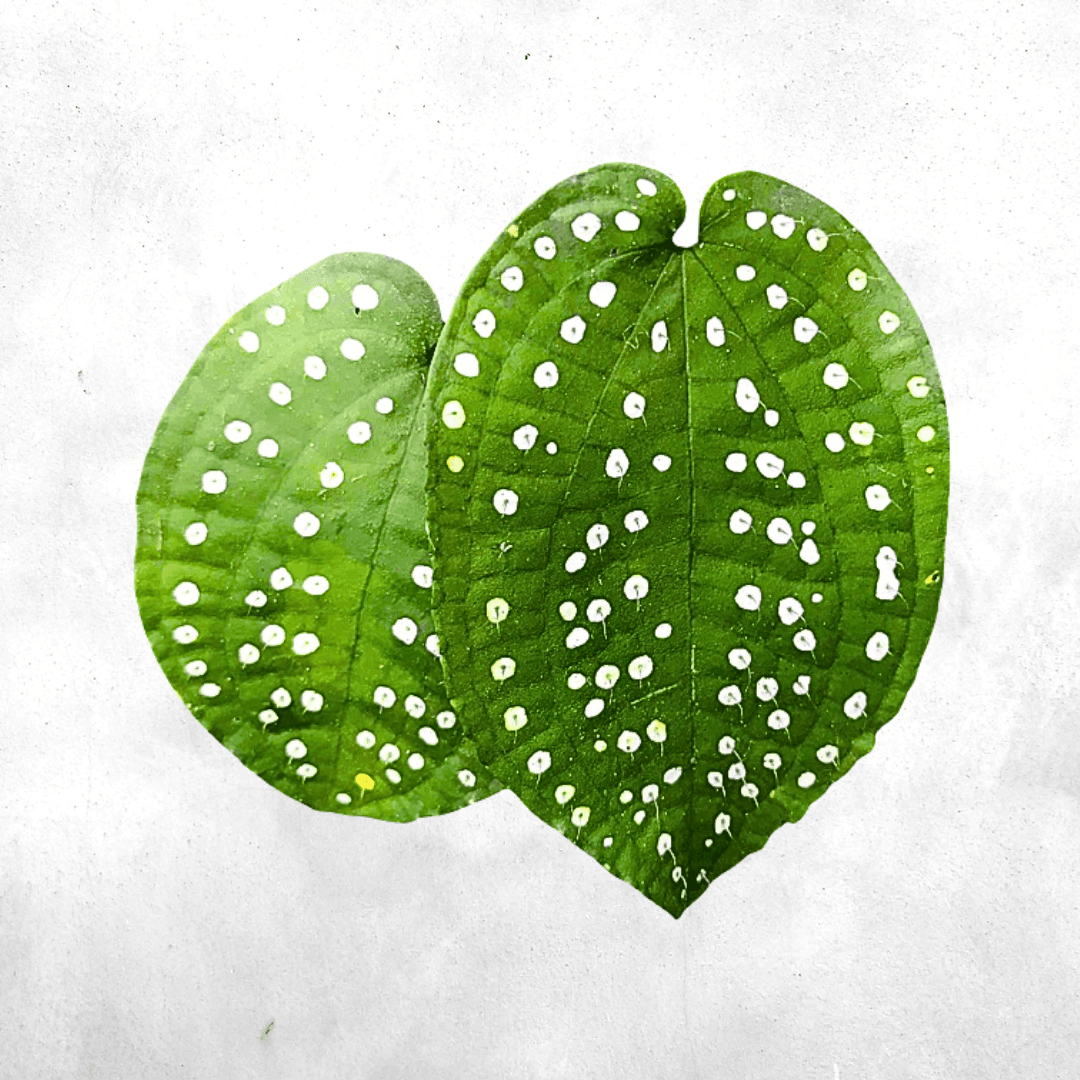 Phyllagathis gutatta - Vivarium Paludarium Plant