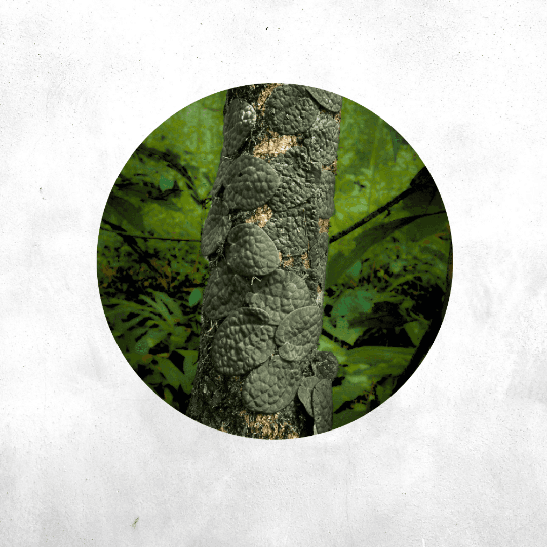 Piper Clypeatum  - Vivarium Paludarium Plant