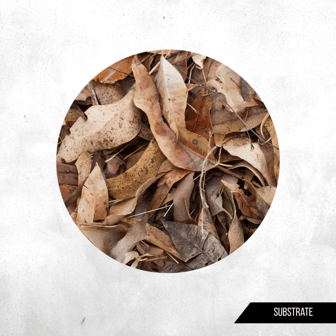 Leaf Litter (Daun Kering)