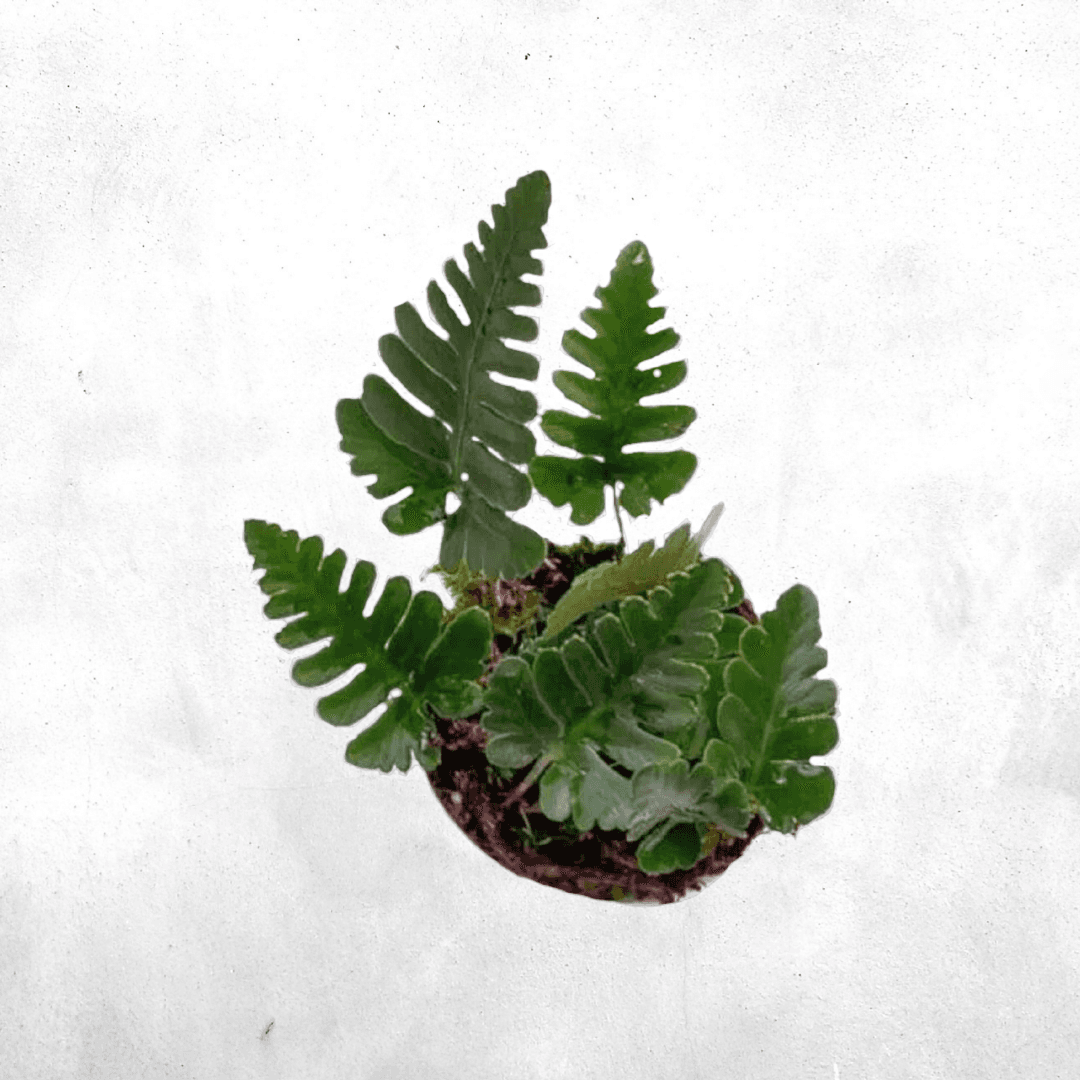 Davalia repens - Vivarium Paludarium Plant