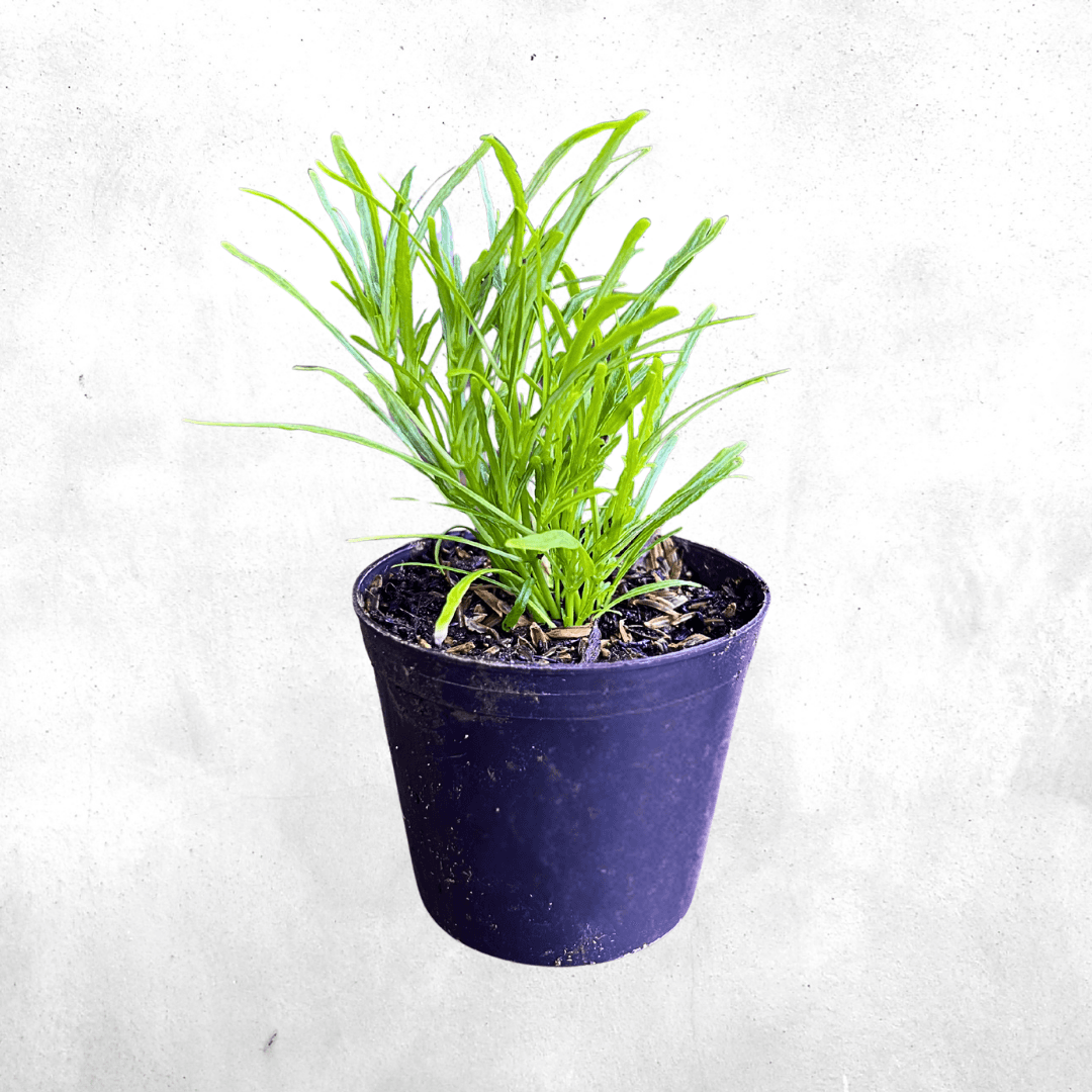 Hemigraphis repanda green - Vivarium Paludarium Plant