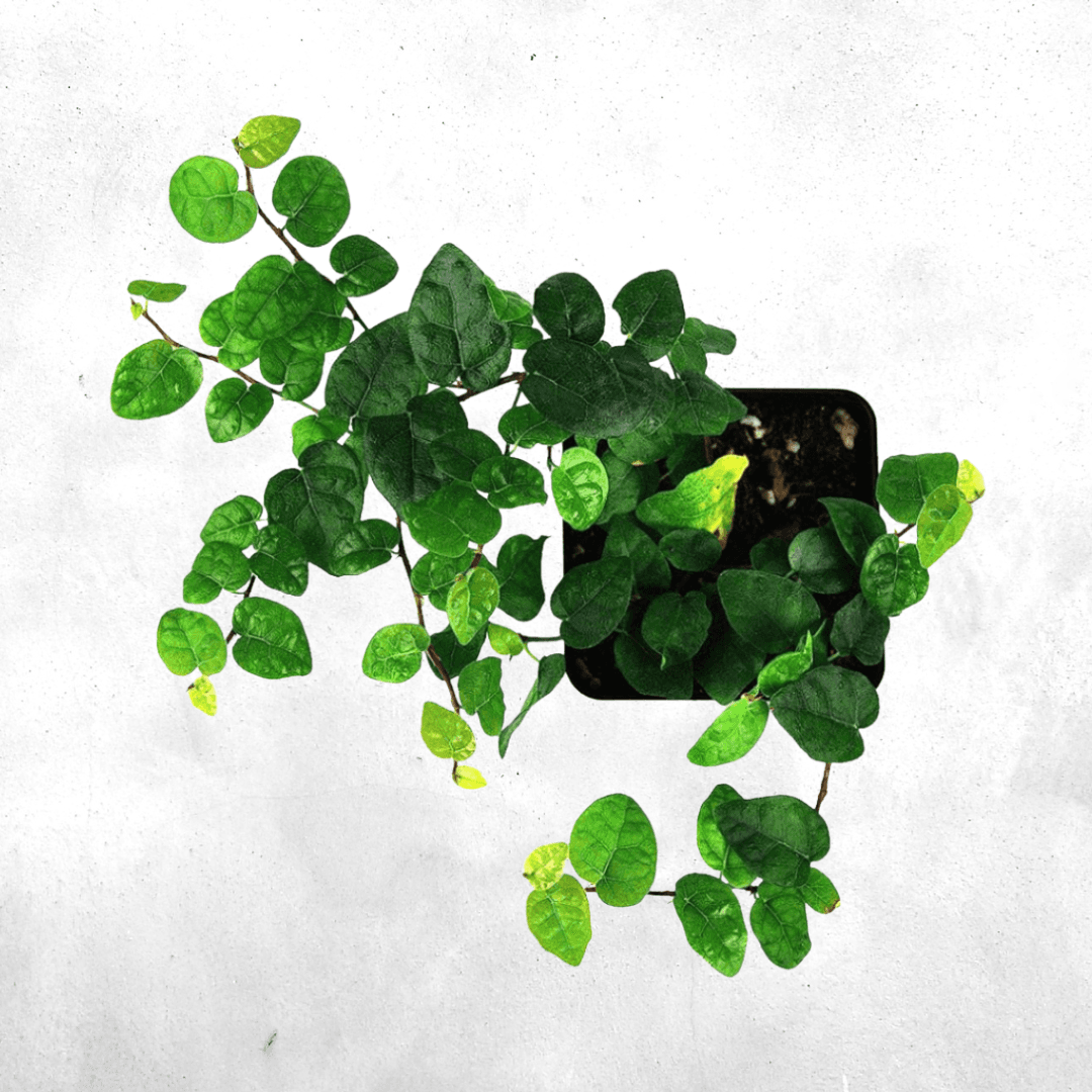 Ficus pumila - Vivarium Paludarium Plant