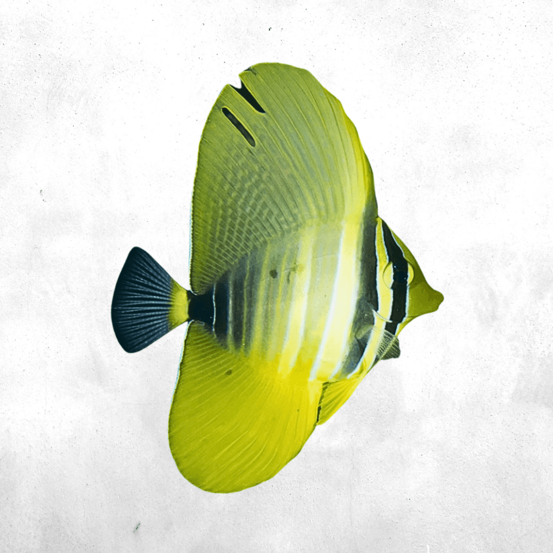 Zebrasoma velifer - Salt water fish