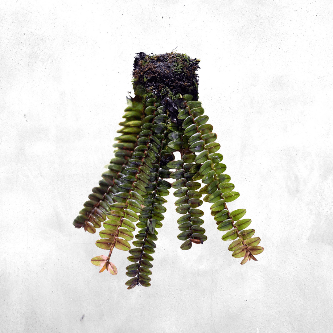 Appendicula congenera Orchid