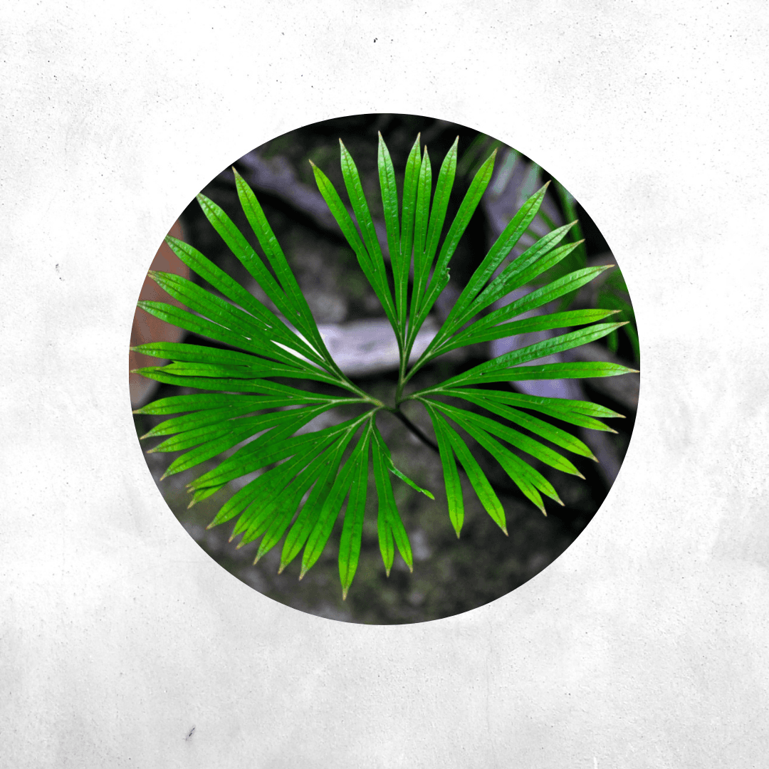 Dipteris Lobbiana - Vivarium Paludarium Plant