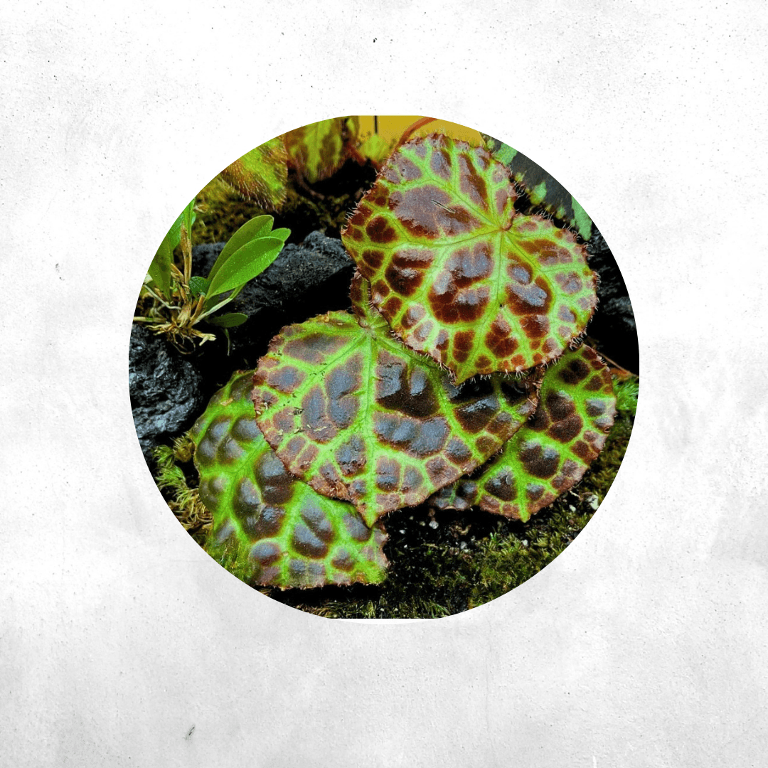 Begonia Rajah - Vivarium Plant