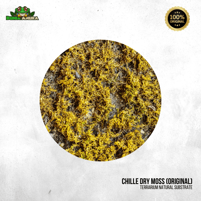 Spaghnum moss kering (Dry moss)