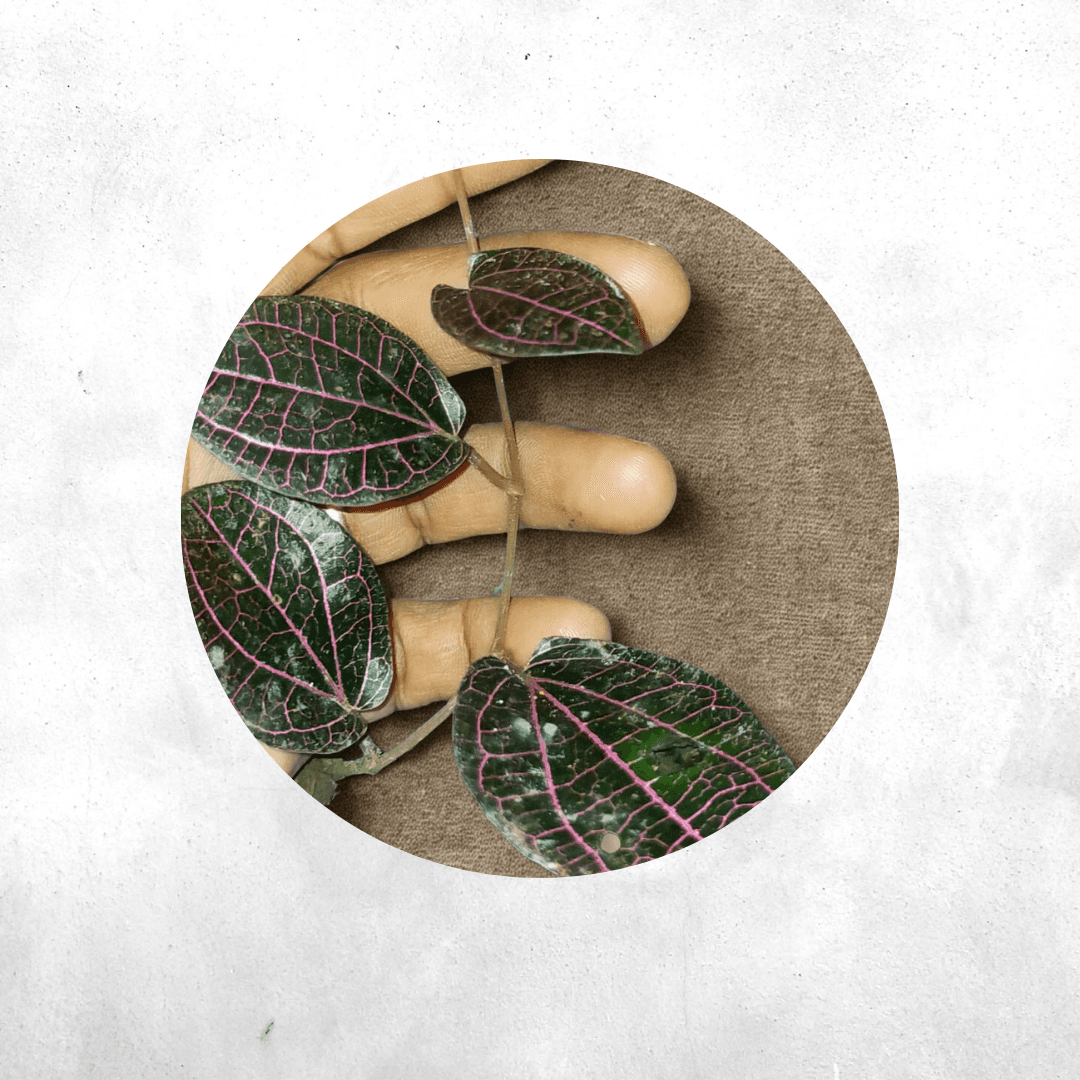 Piper Ornatum Dwarf sp Borneo  - Vivarium Paludarium Plant